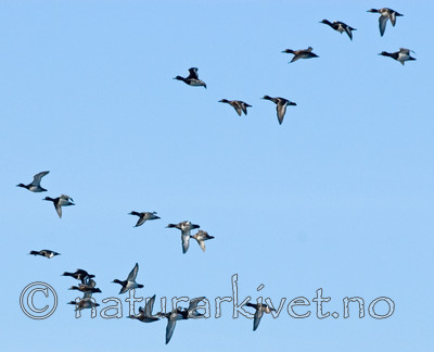 BB 08 0146 / Aythya fuligula / Toppand